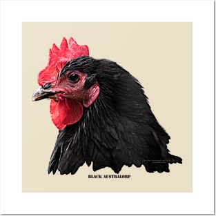 Black Australorp Chicken Posters and Art